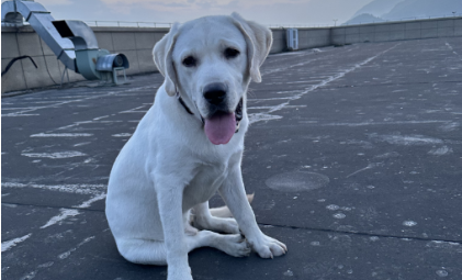 米兰milantiyu-我给狗狗做“爱马仕”，年入300万